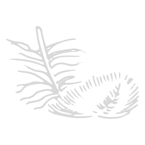 plume pliée
